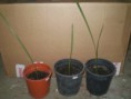 /album/fenykepgaleria/phoenix-dactylifera-2-jpg/